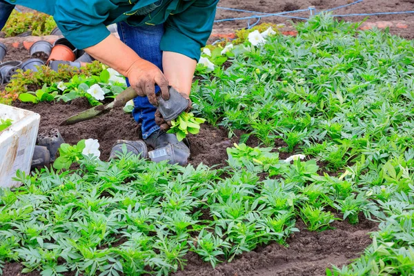 Usando Uno Scoop Agricoltore Pianta Piantine Fiori Nell Aiuola Tirandole — Foto Stock