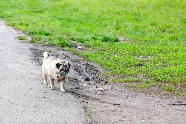 Smutný Pug Kráčí Kraji Polní Cesty Uprostřed Zeleného Trávníku — Stock fotografie