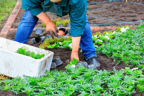 The farmer, bending over the seedlings of flowers, plants a flowerbed with his own hands and removes weeds from the soil.