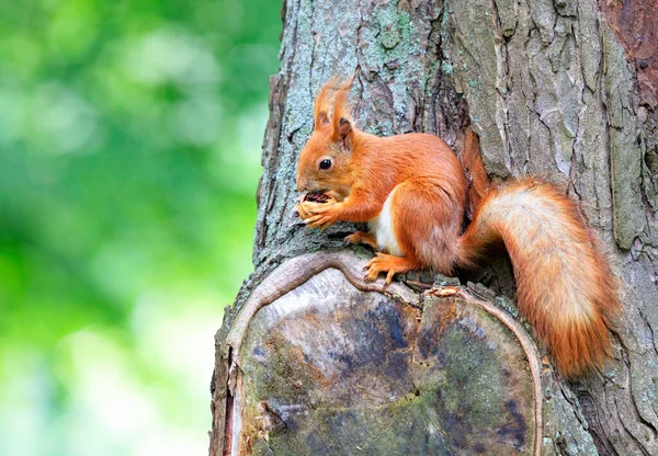 Una Ardilla Esponjosa Naranja Sienta Cómodamente Árbol Come Una Nuez — Foto de Stock