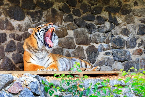 Tiger Lies Wooden Platform Stone Wall Its Mouth Wide Open — Stock Photo, Image