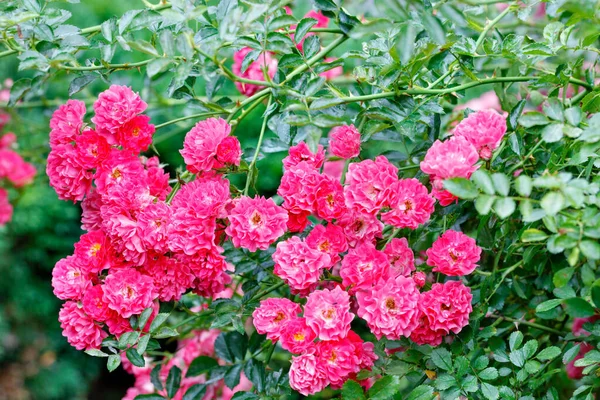 Рожево Червоні Квіти Кучерявої Троянди Променях Якого Сонячного Світла Прикрашають — стокове фото