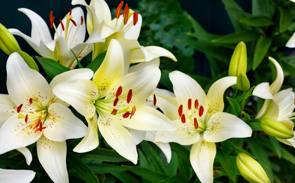 Квітучий Кущ Великих Красивих Квітів Білої Лілії Яскраво Помаранчевими Тичинками — стокове фото