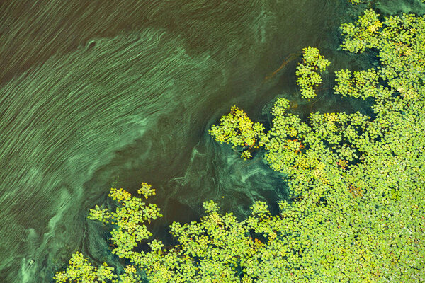 Зеленые водоросли и планктон постепенно покрывают поверхность цветущей воды, концепцию загрязнения водной поверхности земли, копировальное пространство.