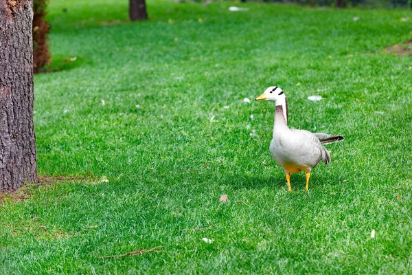 Geese Anser Indicus Walks Green Meadow Summer Park Warm Sunshine — Stock Photo, Image
