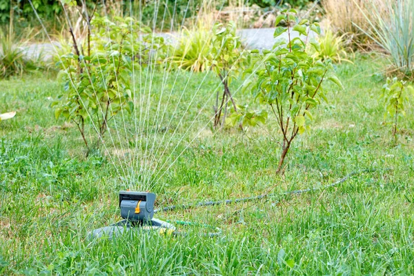 Multidirectional Water Jets Oscillating Sprayer Water Young Trees Lawn Young — Stock Photo, Image