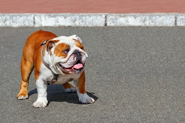 Gran Bulldog Inglés Mira Hacia Arriba Izquierda Derecha Pasea Por — Foto de Stock