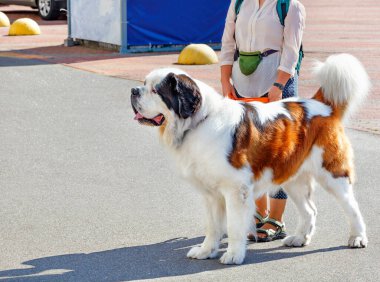 St. Bernard sakin, empatik ve dost canlısı bir karakteri olan ideal bir yoldaş..