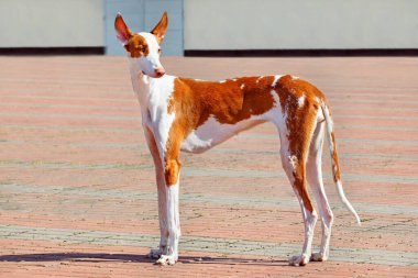 Ibisan hound, white and red, posing elegantly against the backdrop of a town square. clipart