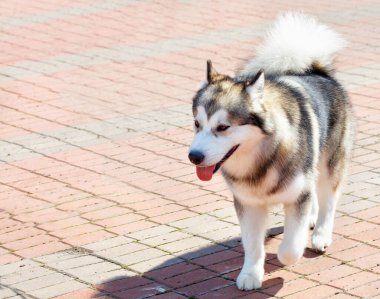 Alaska Malamute cinsinin köpeği çok zekidir. Görünüşte bir kurda benzer..