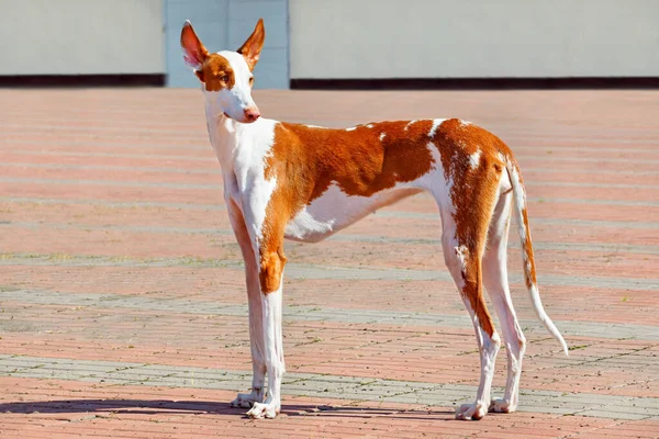 Ibisan Hound White Red Posing Elegantly Backdrop Town Square — Stock Photo, Image