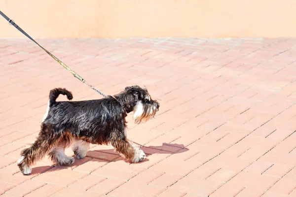 Schnauzer Dívá Dopředu Kráčí Zadržen Tenkým Koženým Vodítkem Jasného Slunečného — Stock fotografie