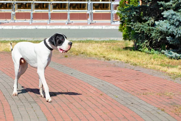 Great Dane Promenader För Promenad Stadsparken Ljus Solig Dag Bild — Stockfoto