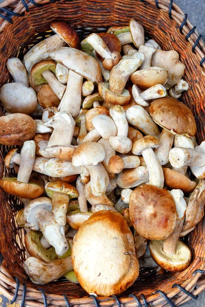 Heap Cogumelos Porcini Comestíveis Frescos São Coletados Uma Velha Cesta — Fotografia de Stock