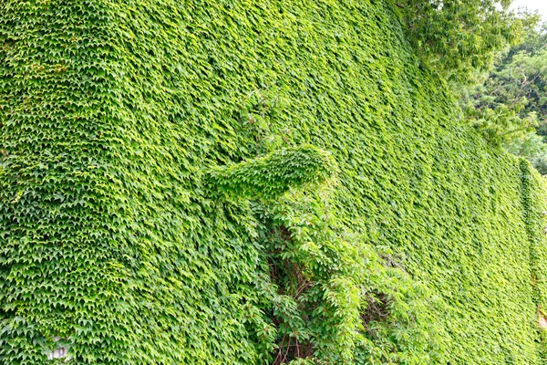 Wild grapes completely captured the wall of an old abandoned house, rhythm green wildlife texture.