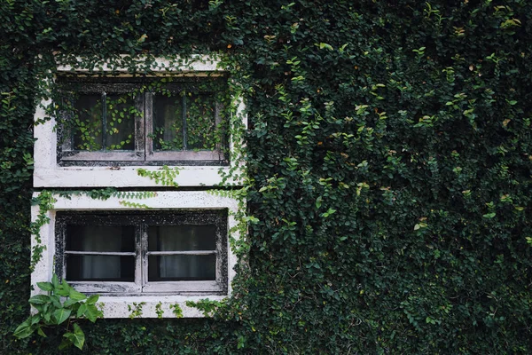 Window with green leaves background texture