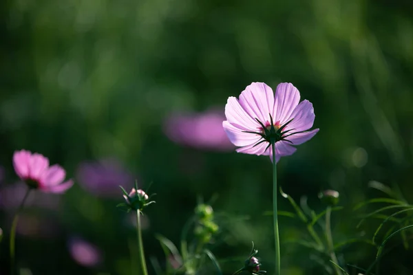 Cosmos Pink Flowers Close Field Background Vintage Style — Stock Photo, Image