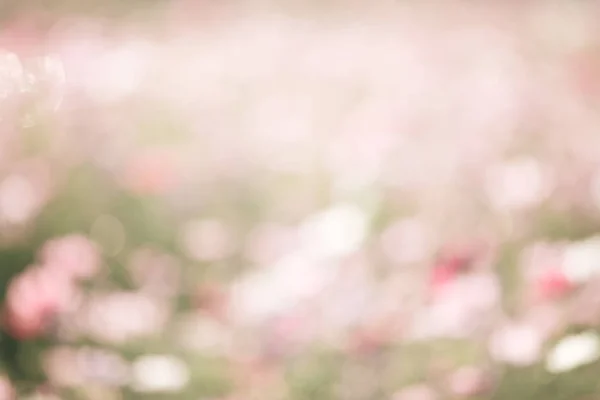 フィールドの背景のビンテージ スタイルのクローズ アップをピンクのコスモスの花 — ストック写真