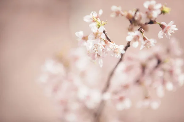 Flores Flor Cerezo Flores Sakura Estilo Vintage Fondo Rosa —  Fotos de Stock