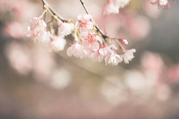 Třešňový Květ Květiny Květy Sakura Stylu Vintage Růžové Pozadí — Stock fotografie