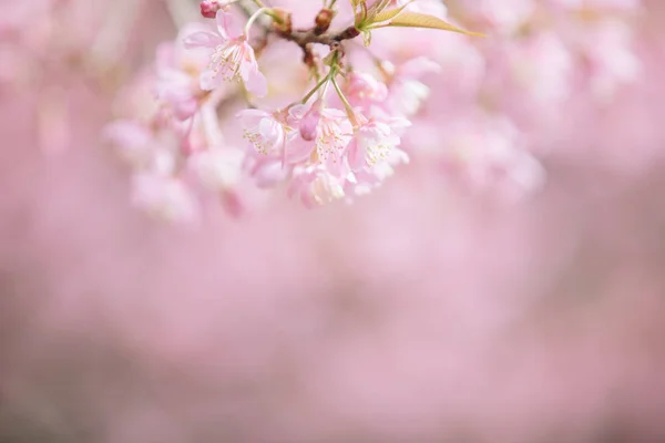 Kirschblüte Blumen Sakura Blumen Rosa Hintergrund Vintage Stil — Stockfoto
