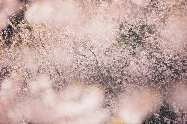 Fleurs Cerisier Fleurs Sakura Fond Rose Style Vintage — Photo