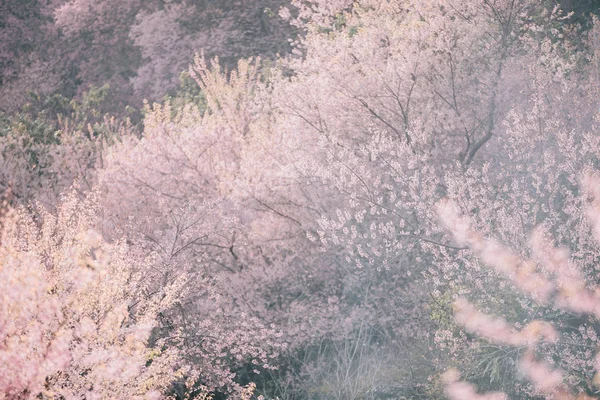 Ανθισμένες Κερασιές Λουλούδια Sakura Λουλούδια Στυλ Vintage Ροζ Φόντο — Φωτογραφία Αρχείου