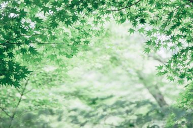 Japon maples yaprakları arka plan