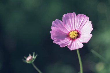 Alan arka plan vintage tarzı içinde evren pembe çiçekler yakın çekim