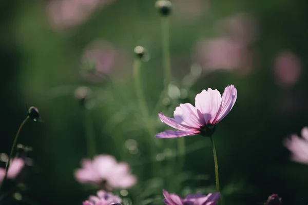 Kosmos Rosa Blommor Nära Håll Fältet Bakgrund Vintagestil — Stockfoto