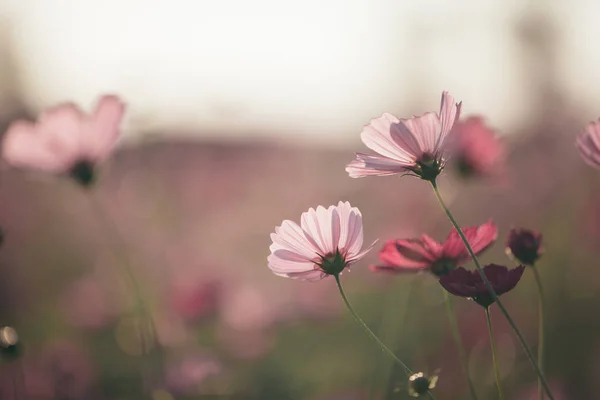 Cosmos Pink Flowers Close Field Background Vintage Style — Stock Photo, Image