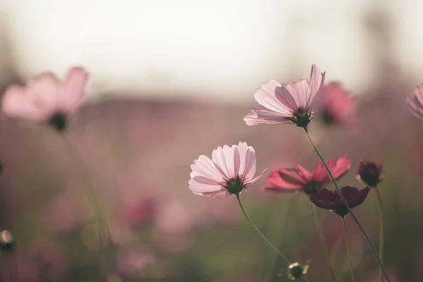 Cosmos Fleurs Roses Fermer Dans Fond Champ Style Vintage — Photo