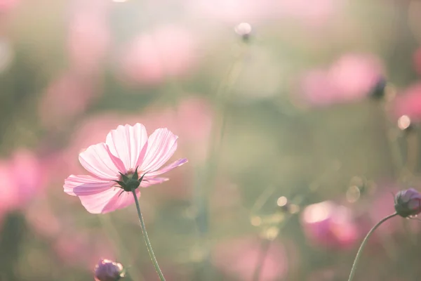 Cosmos Flores Cor Rosa Close Fundo Campo Estilo Vintage — Fotografia de Stock