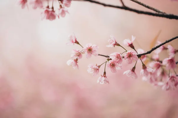 Flores Flor Cerezo Flores Sakura Estilo Vintage Fondo Rosa —  Fotos de Stock