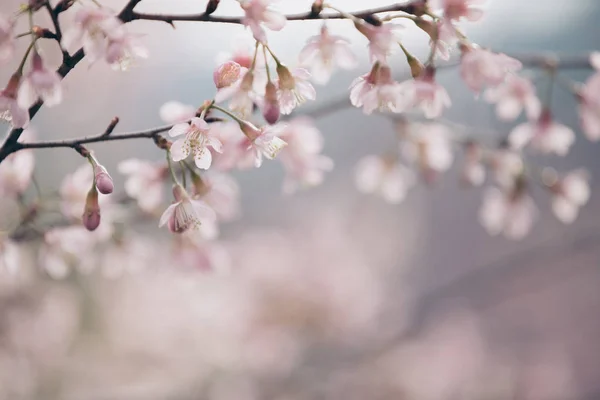 Třešňový Květ Květiny Květy Sakura Stylu Vintage Růžové Pozadí — Stock fotografie