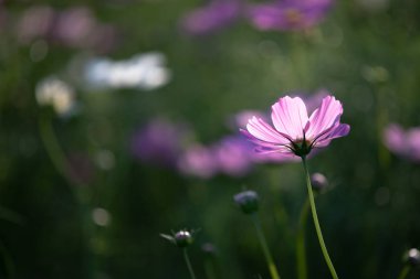 Alan arka plan vintage tarzı içinde evren pembe çiçekler yakın çekim