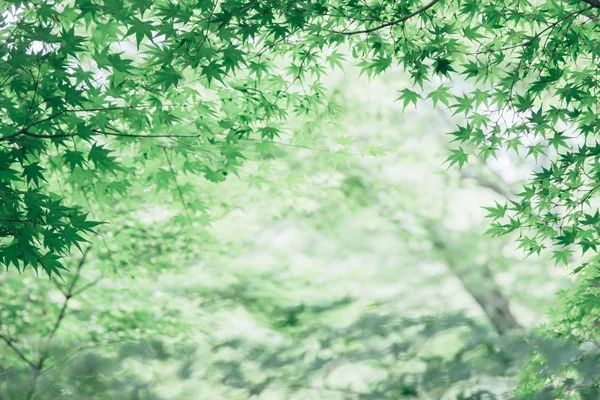 Japon maples yaprakları arka plan