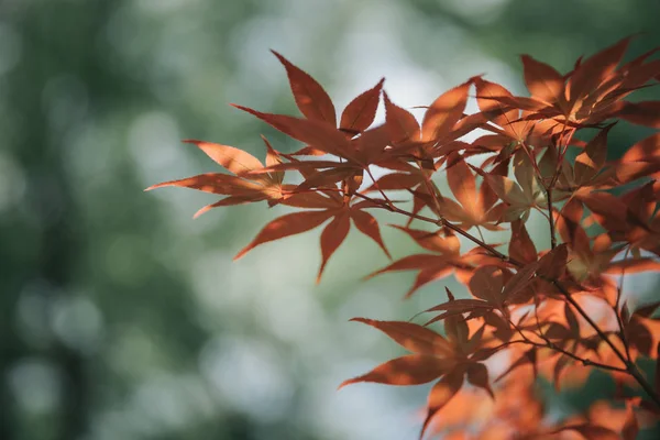 Japon Kırmızı Maples Yapraklar Film Tarzı — Stok fotoğraf