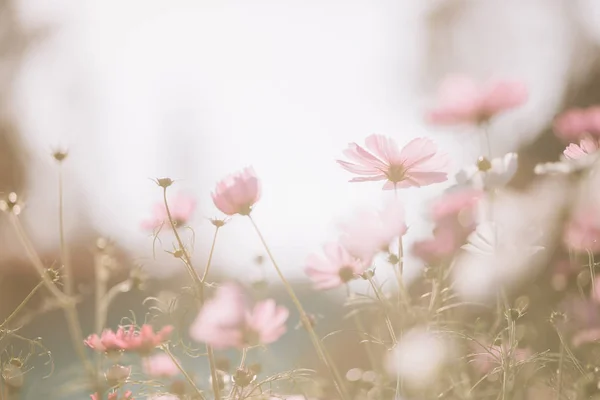 Cosmos Flores Cor Rosa Close Fundo Campo Estilo Vintage — Fotografia de Stock