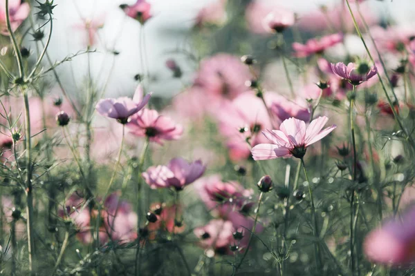 Kosmos Rosa Blommor Nära Håll Fältet Bakgrund Vintagestil — Stockfoto