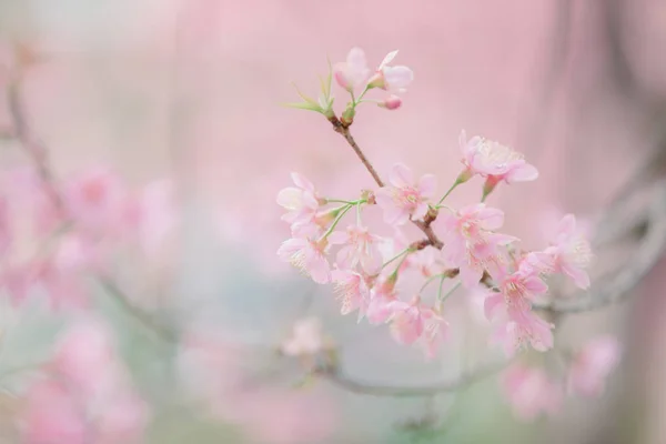 Fiori Ciliegio Fiori Sakura Rosa Stile Vintage Sfondo — Foto Stock