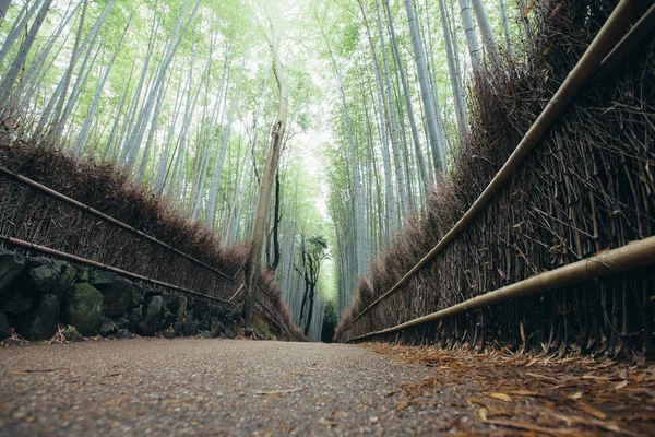 Passarela Floresta Bambu Com Filme Estilo Vintage — Fotografia de Stock