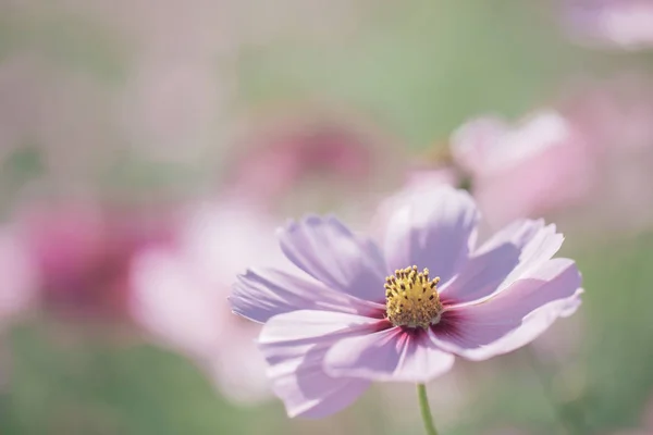 Cosmos Fleurs Roses Fermer Dans Fond Champ Style Vintage — Photo