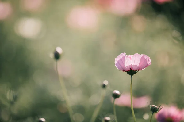 Kosmos Rosa Blommor Nära Håll Fältet Bakgrund Vintagestil — Stockfoto