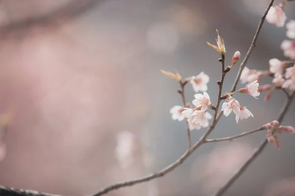 Cherry Blossom Flowers Sakura Flowers Pink Background Vintage Style — Stock Photo, Image