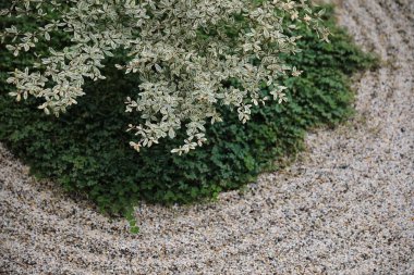 alan arka plan ile Japon zen taş bahçe