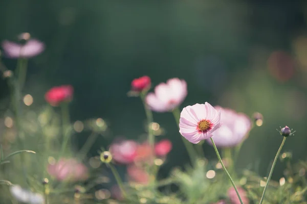 Kosmos Różowe Kwiaty Bliska Stylu Vintage Tle Pola — Zdjęcie stockowe