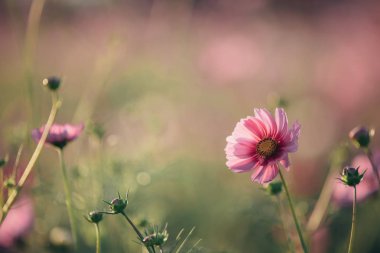Alan arka plan vintage tarzı içinde evren pembe çiçekler yakın çekim
