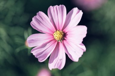 Alan arka plan vintage tarzı içinde evren pembe çiçekler yakın çekim