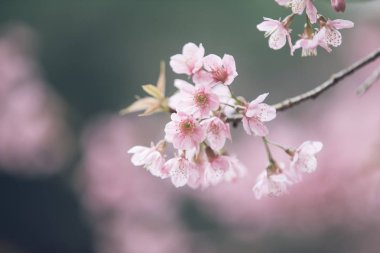 Kiraz çiçeği çiçek, pembe bir arka plan vintage tarzı sakura çiçeklenir